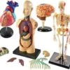 Anatomy Models 2 Anatomy Models -Children Learning Toy Store anatomy models louise kool set of 4 197372