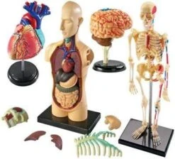 Anatomy Models