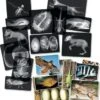 Animal X-Rays - Set Of 14 -Children Learning Toy Store animal x rays set of 14 louise kool 513051