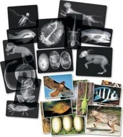 Animal X-Rays - Set Of 14