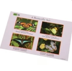 Encased Butterfly Collection -Children Learning Toy Store encased butterfly collection toys louise kool galt 861827