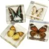 Encased Butterfly Collection -Children Learning Toy Store encased butterfly collection toys louise kool galt 907104