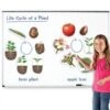 Giant Magnetic Plant Life Cycles -Children Learning Toy Store giant magnetic plant life cycles louise kool 432630