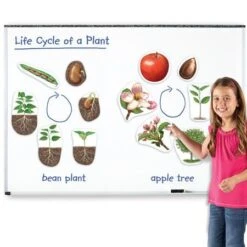 Giant Magnetic Plant Life Cycles