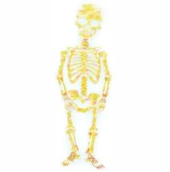 Those Bones -Children Learning Toy Store those bones manipulatives louise kool 979682